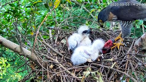 鳥築巢怎麼辦|都會鳥巢秘錄｜如何友善對待城市鳥類